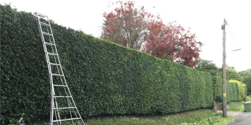Hedge Trimming Melbourne
